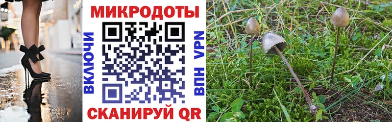 где купить наркоту  Ярославль  Псилоцибиновые грибы Psilocybine cubensis 